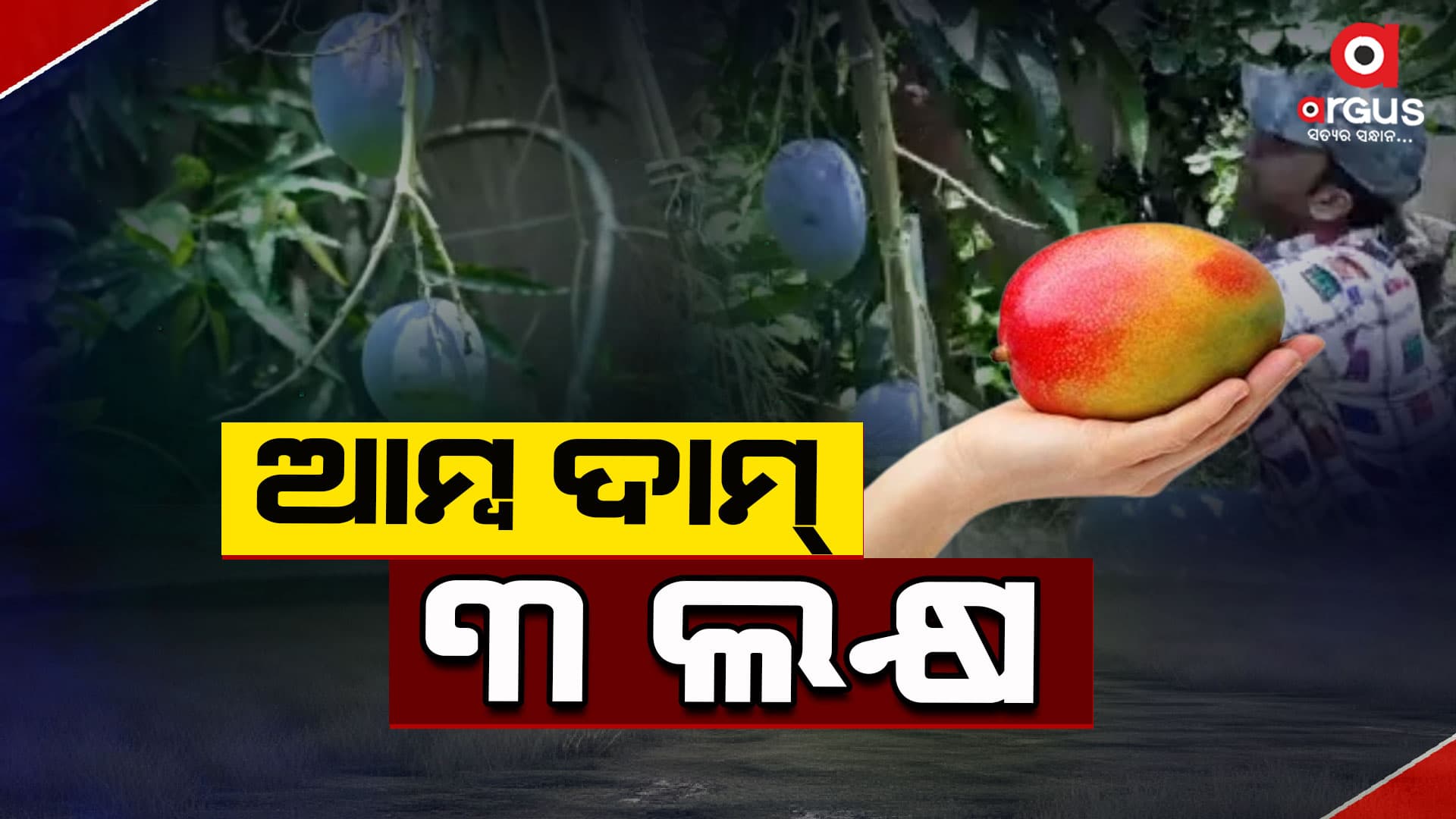 ସବୁଠୁ ଦାମୀ ଆମ୍ବ: ଦାମ୍ ଶୁଣିଲେ ଉଡୁଛି ହୋସ୍