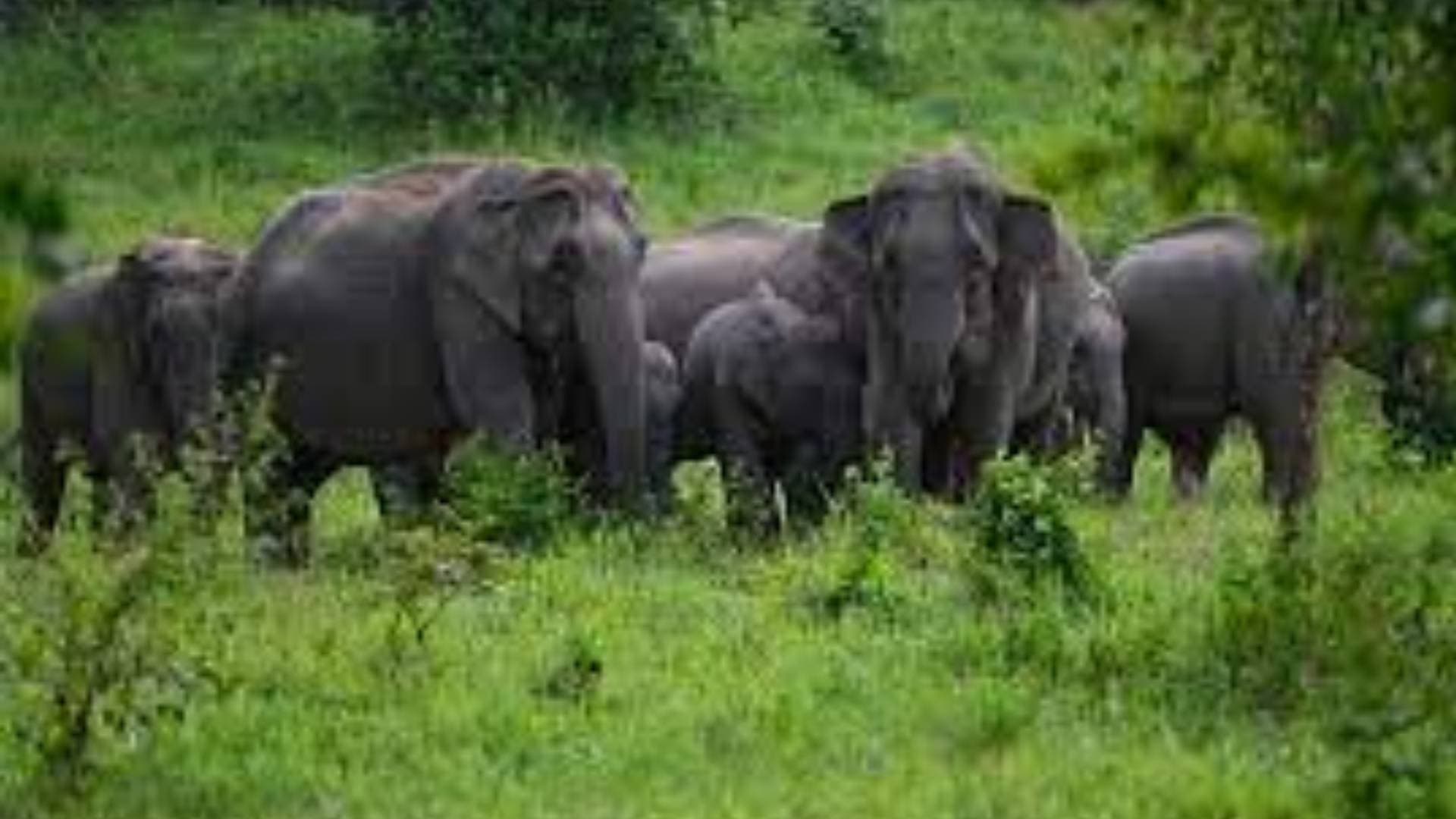 Herd Of 16 Elephants Spotted In Cuttack's Banki