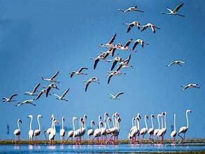 Bird Enumeration In Chilika Lake Tomorrow