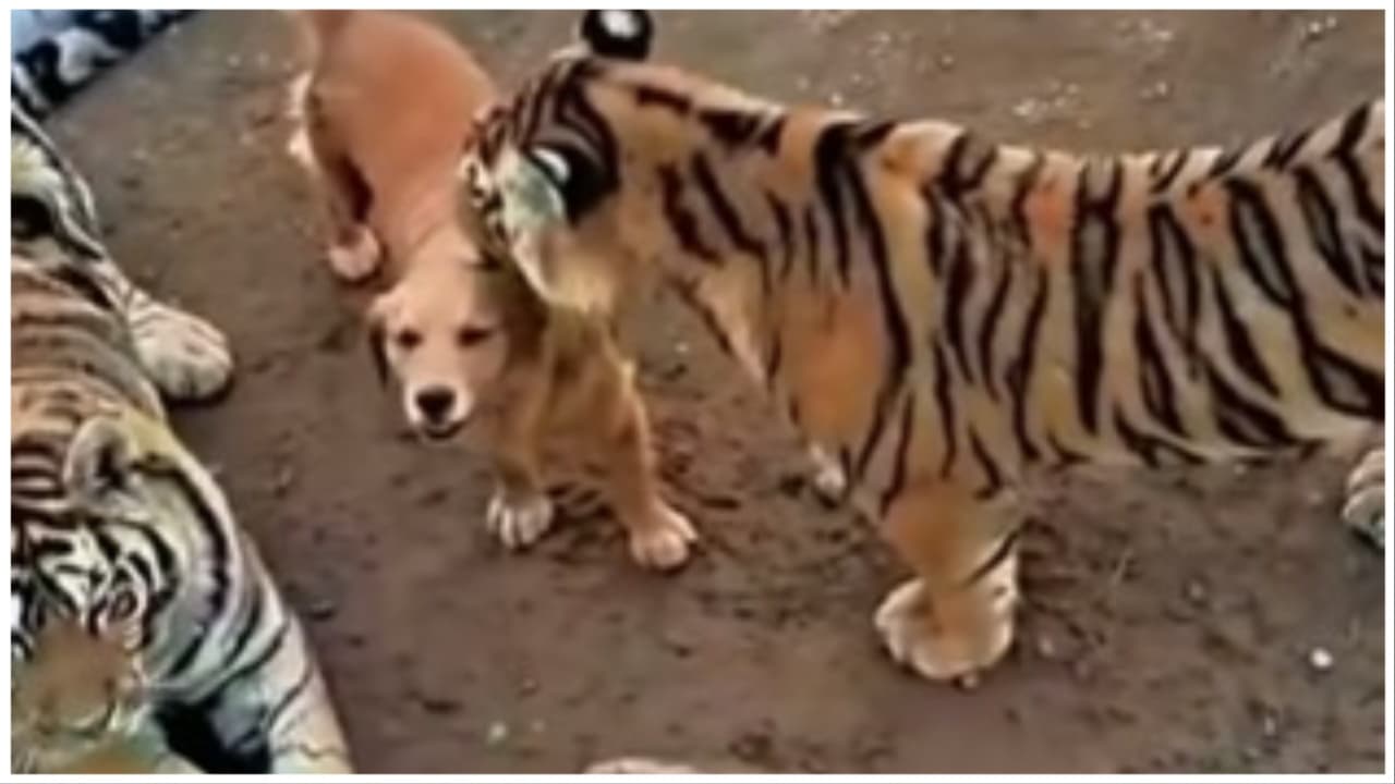 Watch Video Of A Dog Nursing Tiger Cubs As A Mother