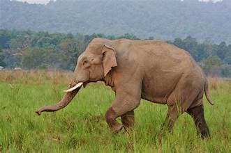 Youth Trampled To Death By Jumbo In Khordha Village