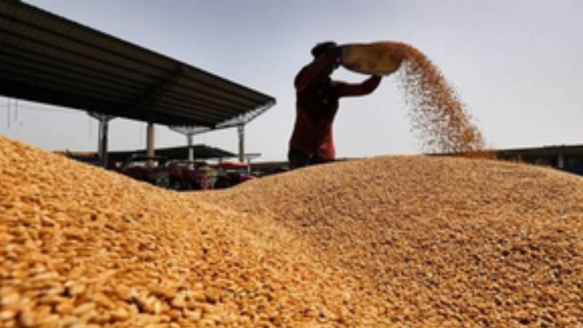Centre Fixes 320 Lakh Tonnes Wheat Procurement Target, 6 Lakh Tonnes For Millets