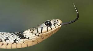 ସାପ କାମୁଡାରେ ଶିଶୁର ଜୀବନଗଲା