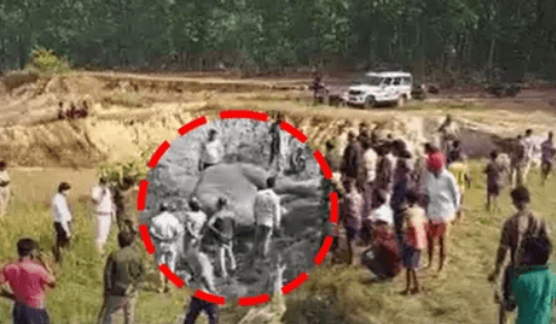 Elephant Carcass Found On Agriculture Field In Keonjhar
