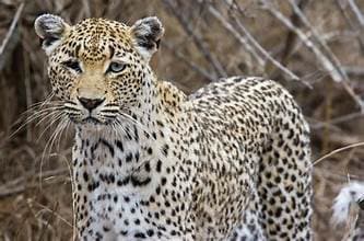 Leopard Kills Goats, Fear Grips Villagers In Jharsugda