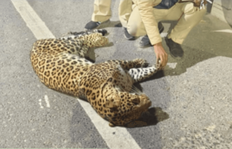 Leopard Cub Found Dead On NH-44, Police Suspect Accident