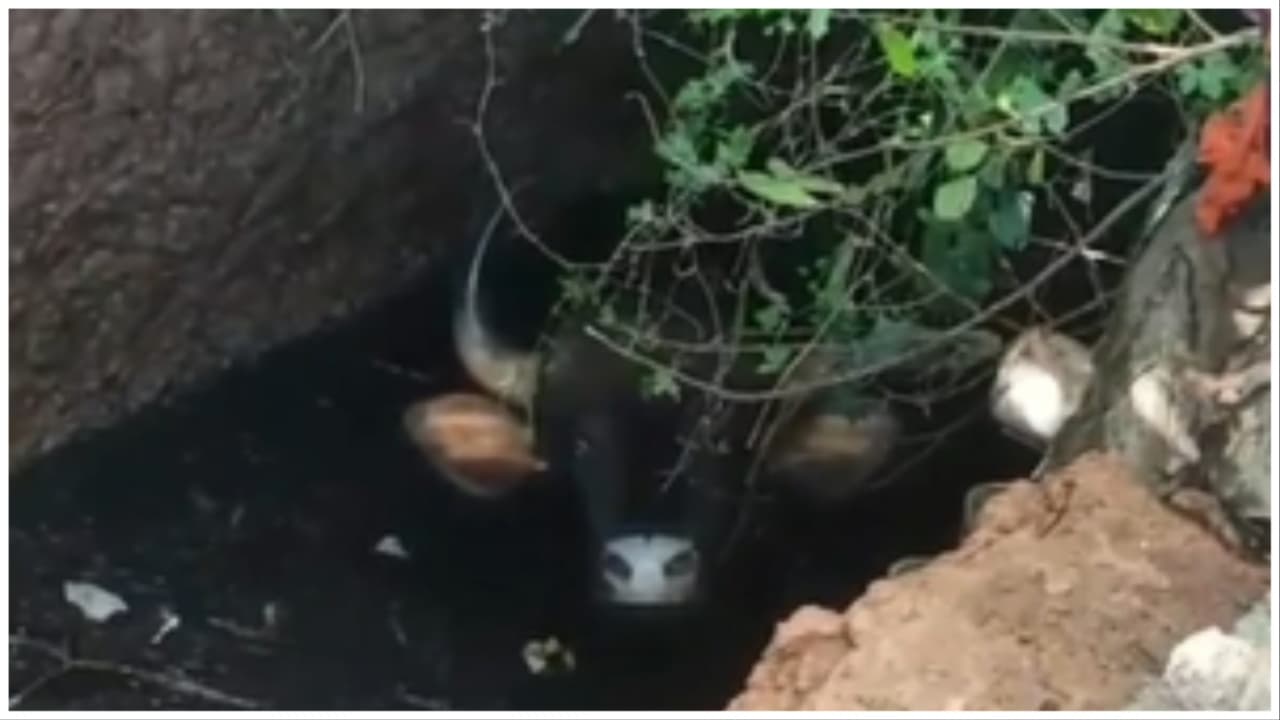 K'taka: Bison Falls Into Gutter; Rescued