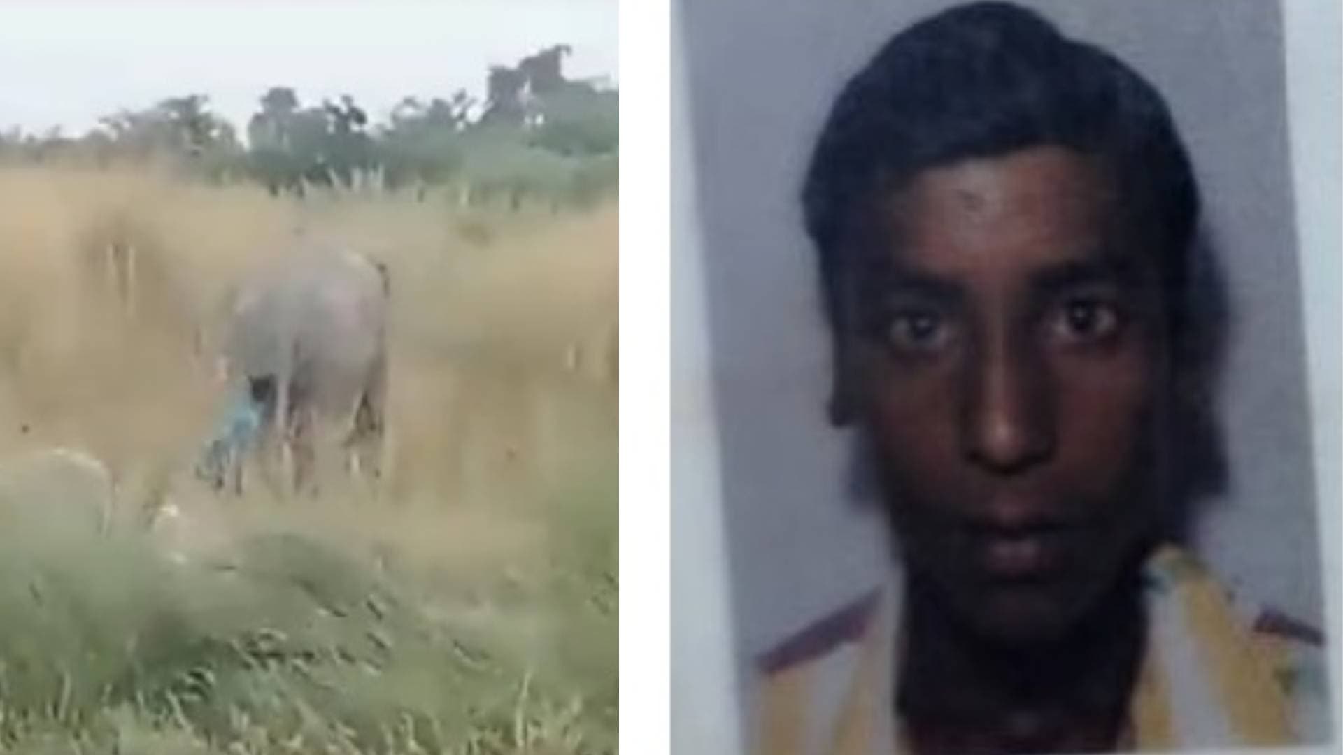 Odisha Youth Lands In Jail For Teasing Wild Elephant By Pulling Its Tail