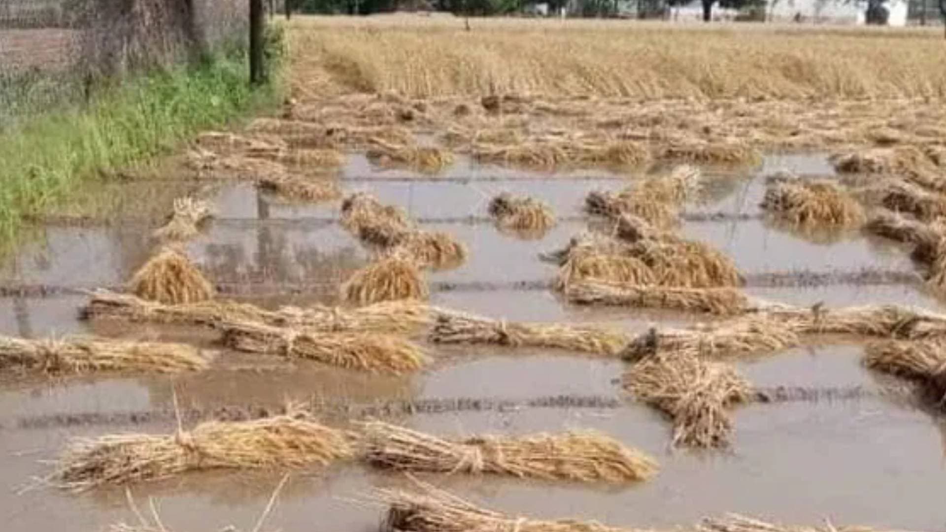 Cyclone Michaung: Odisha SRC Directs District Collectors To Submit Report On Crop Loss Due To Rain