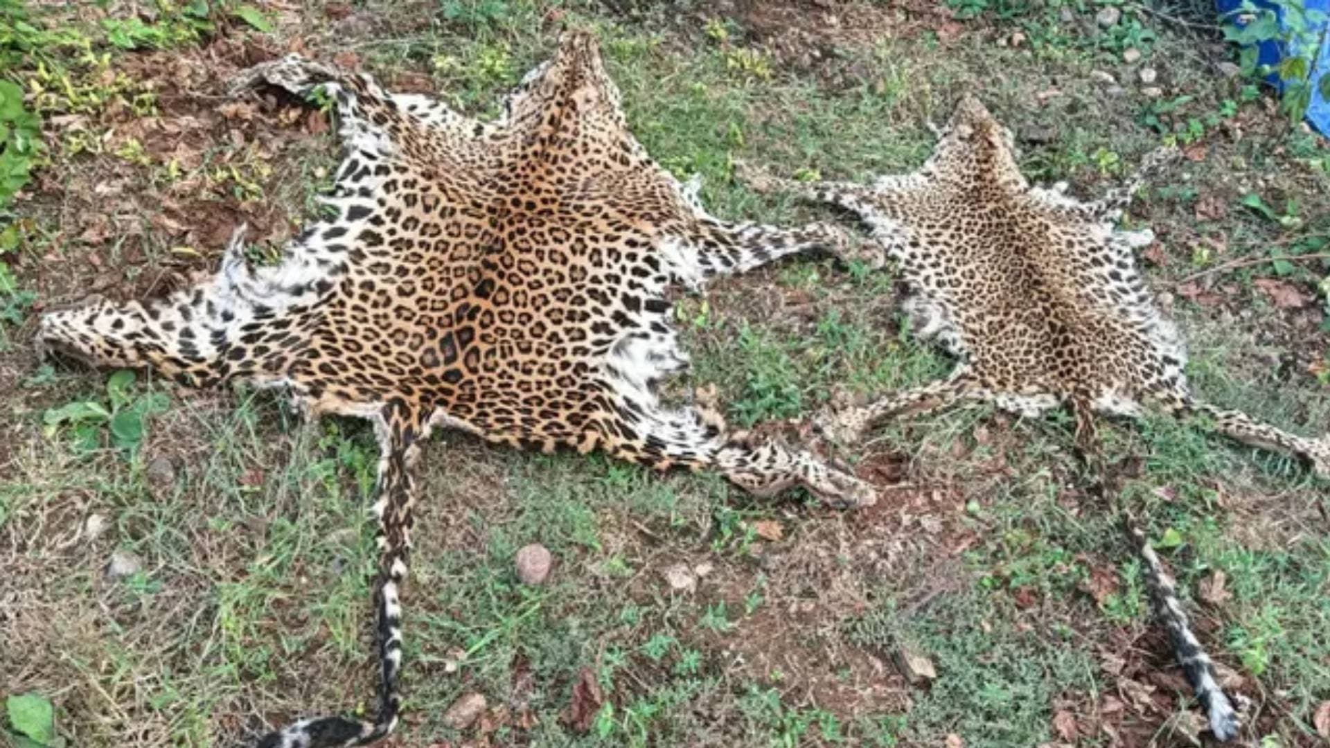 Odisha: ED Files Charge Sheet Against 3 Wildlife Poachers For Trading Of Leopard Skin, Organs