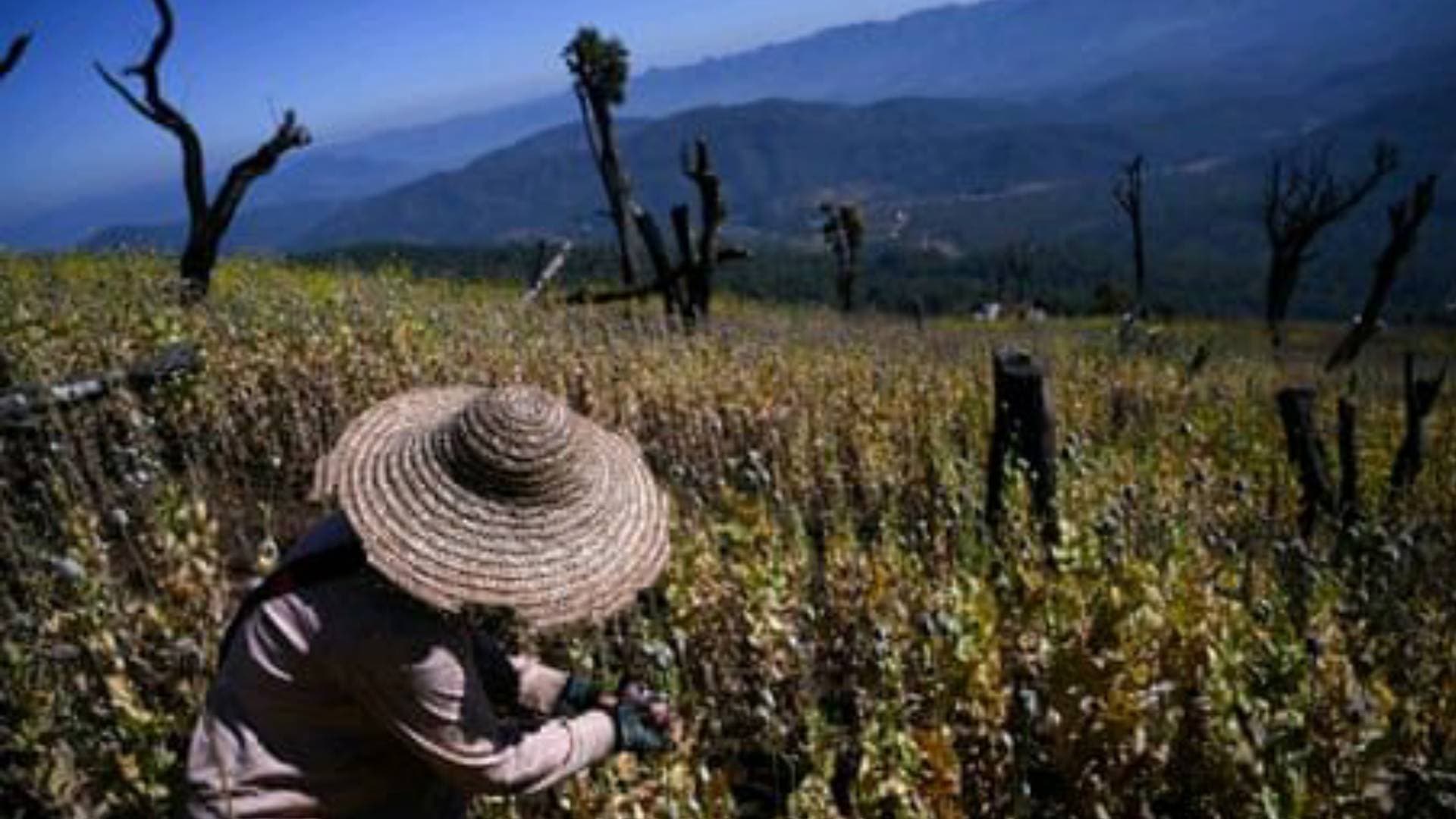 Myanmar Becomes World's Biggest Opium Producer, Overtakes Afghanistan: UN Report