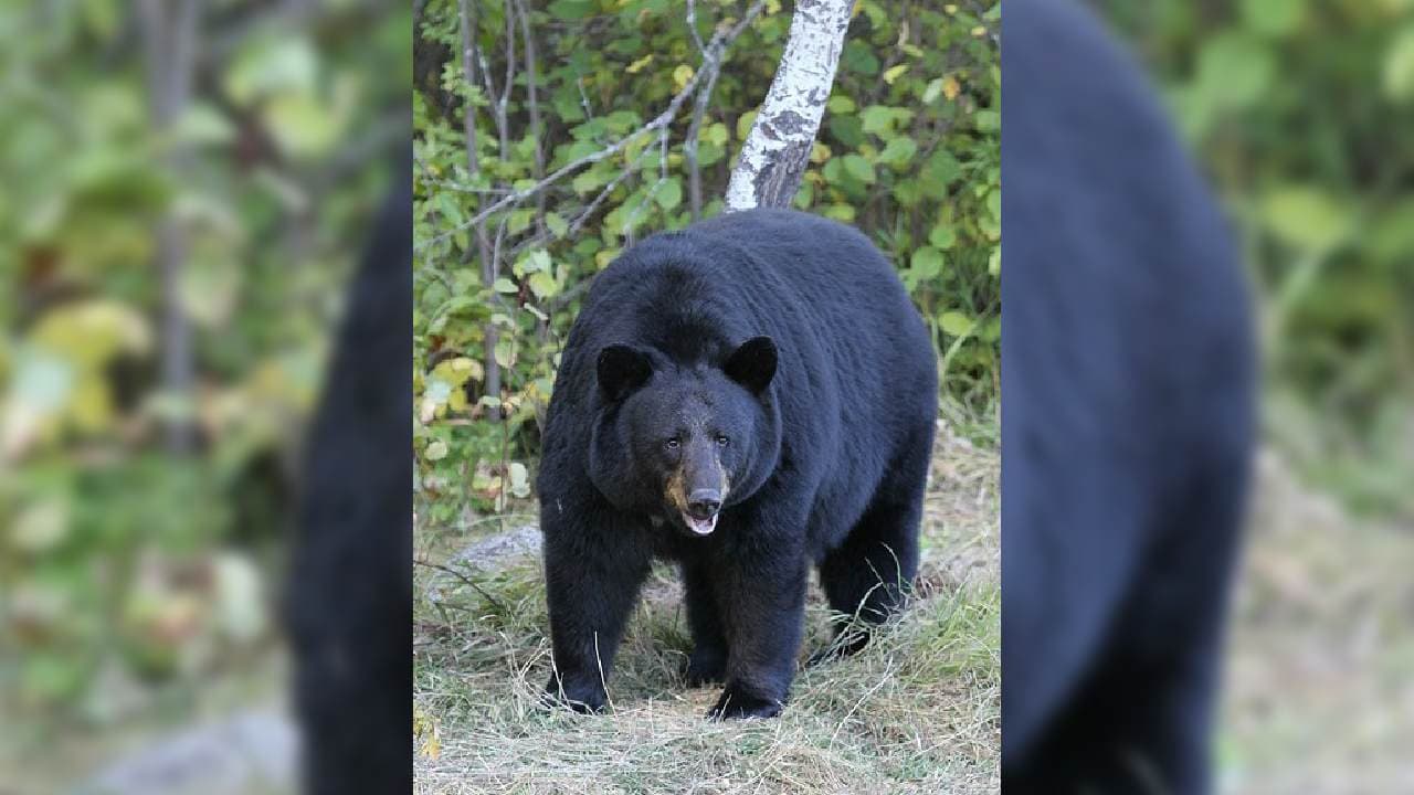 Wild Bear Tears Off Woman's Ear In Nuapada