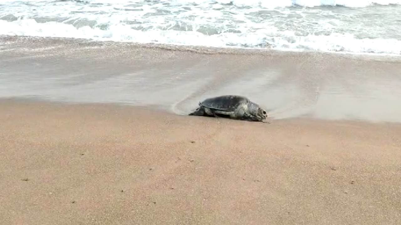 Puri: Dead Shells Of Olive Ridley Turtle Found In Brahmagiri Sea Coast