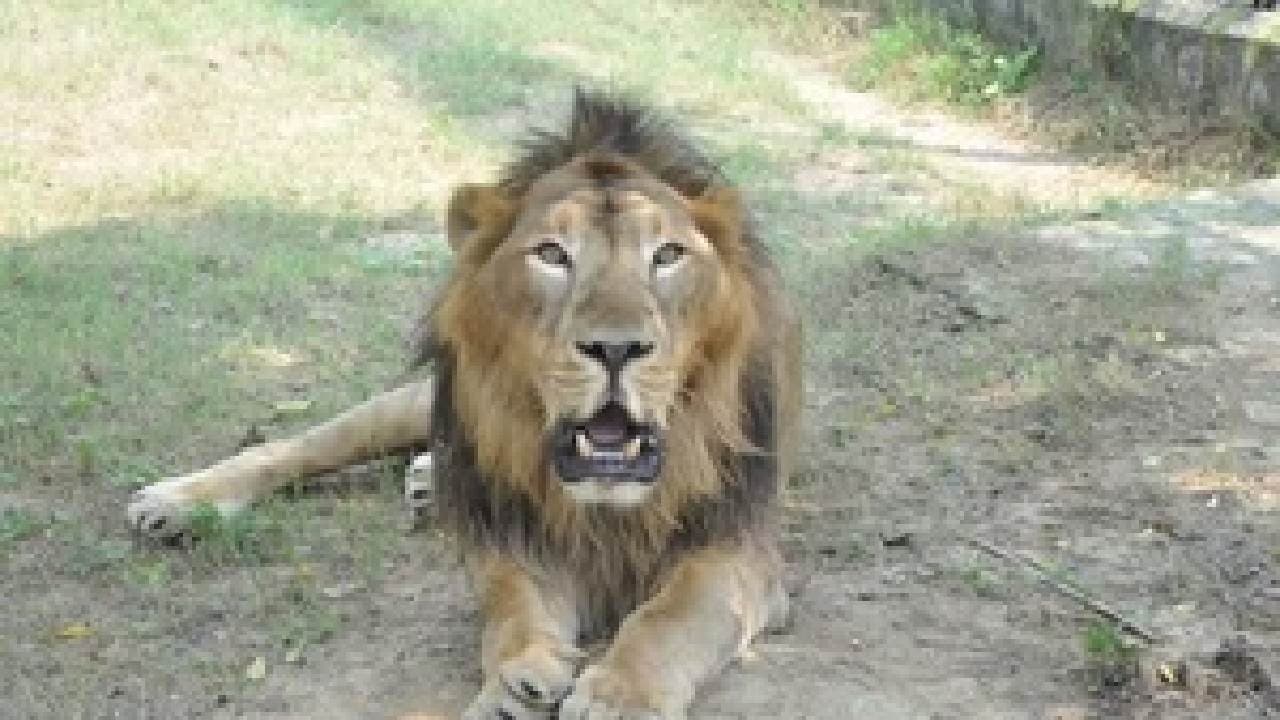 ‘Bahubali’ Passes Away At Etawah Lion Safari