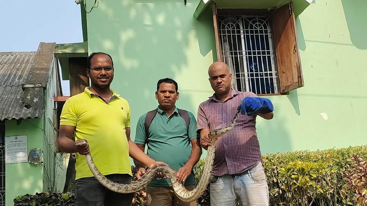 7-Foot-Long Python Rescued In Berhampur
