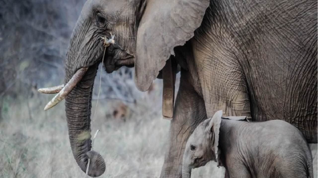 Tamil Nadu: Anamalai Tiger Reserve Officials Reunite Elephant Calf With Its Mother