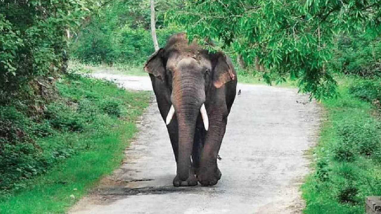 Jumbo Herd Eats Up Over 100 Piles Of Paddy In Dhenkanal