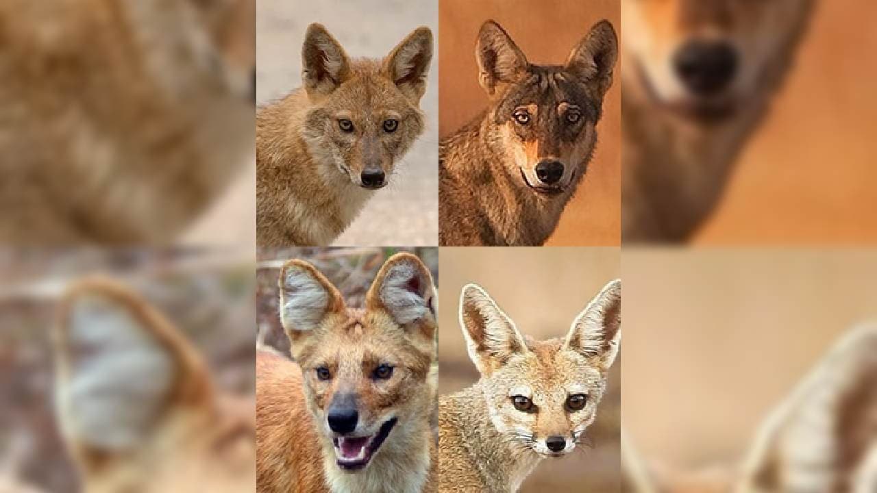 Maha’s Atpadi Is Tiny New Wildlife Reserve For Wild Dog Family