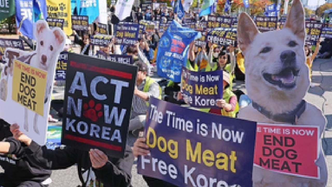 S.Korean Parliament Passes Bill Banning Dog Meat Consumption