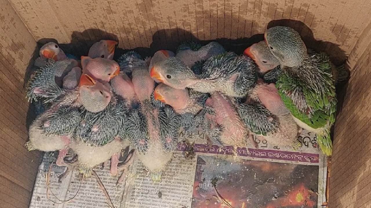 50 Parrot Birdlings Rescued While Being Smuggled In Mayurbhanj