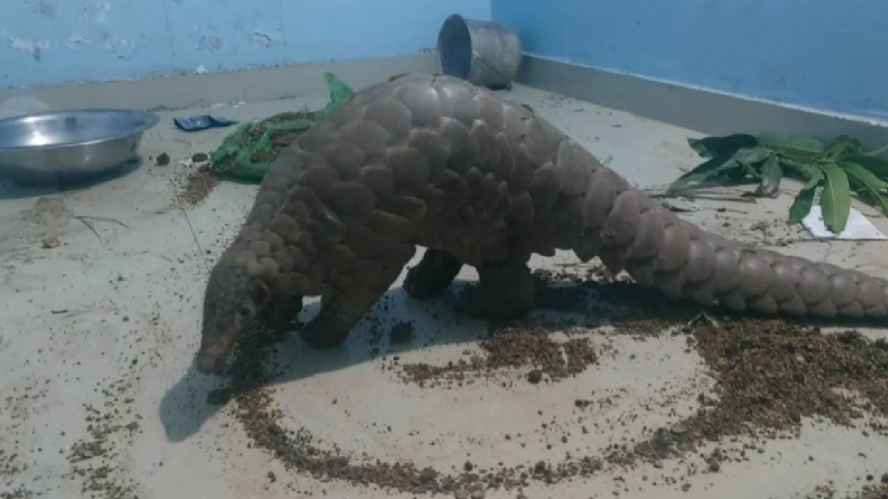 Nuapada: Pangolin Rescued; Teacher Among 3 Detained