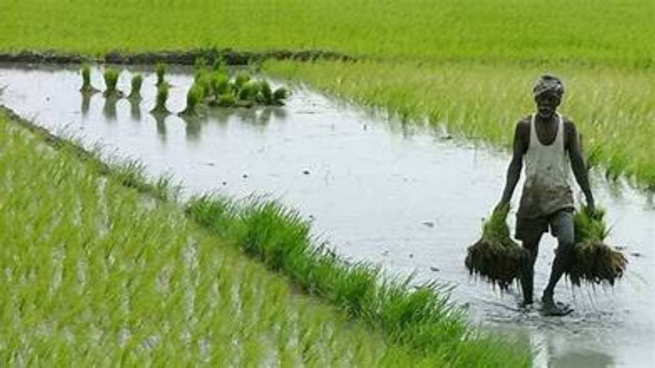 Remuneration For Krushak Sathis, MDM Cooks And Helpers Increased