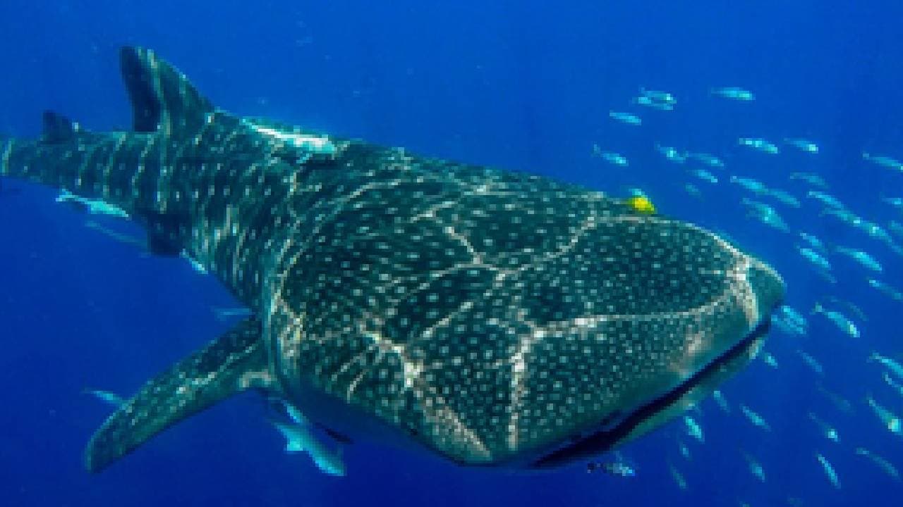 National Plan Of Action For Conservation Of Sharks To Be Adopted Soon