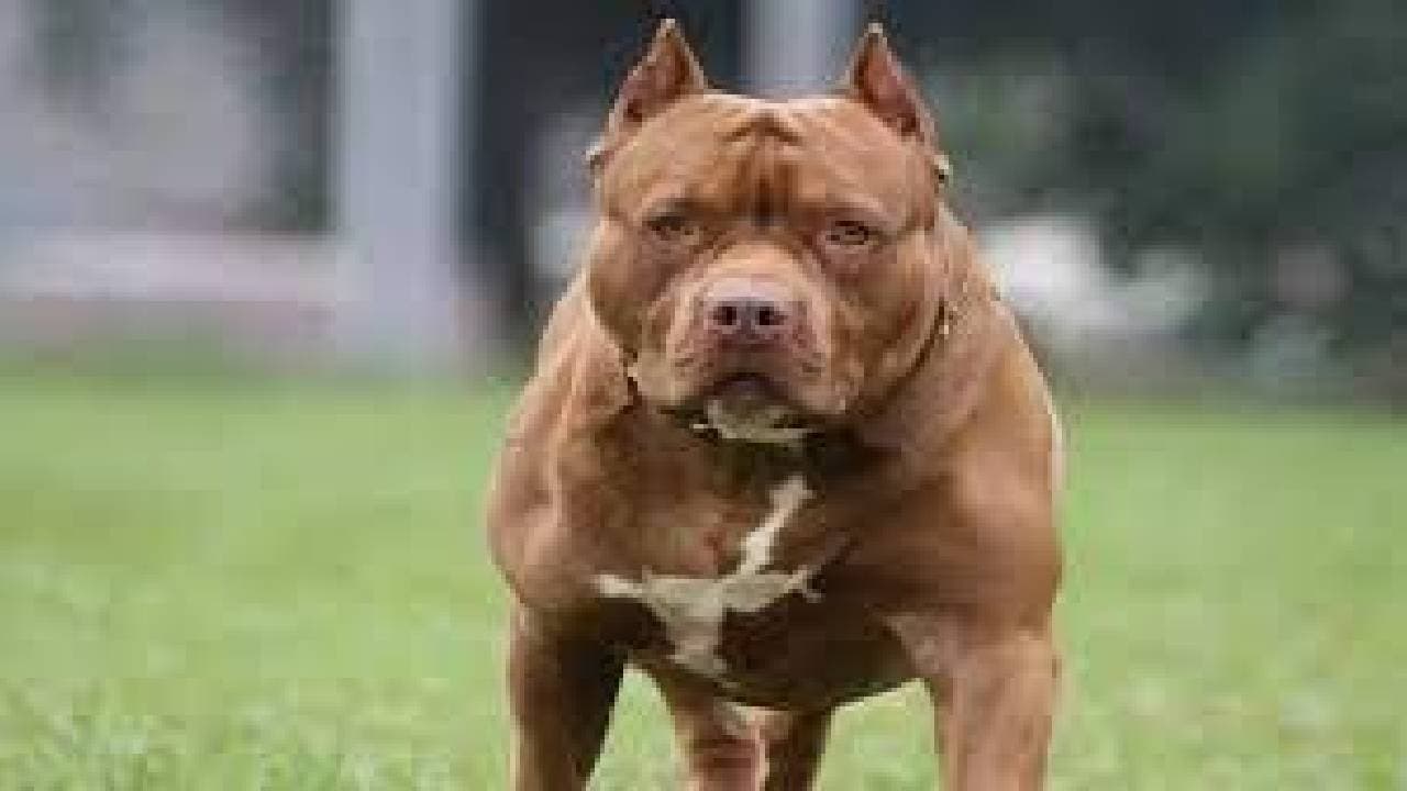 Lucknow Dog Owners In Dilemma Over LMC Decision