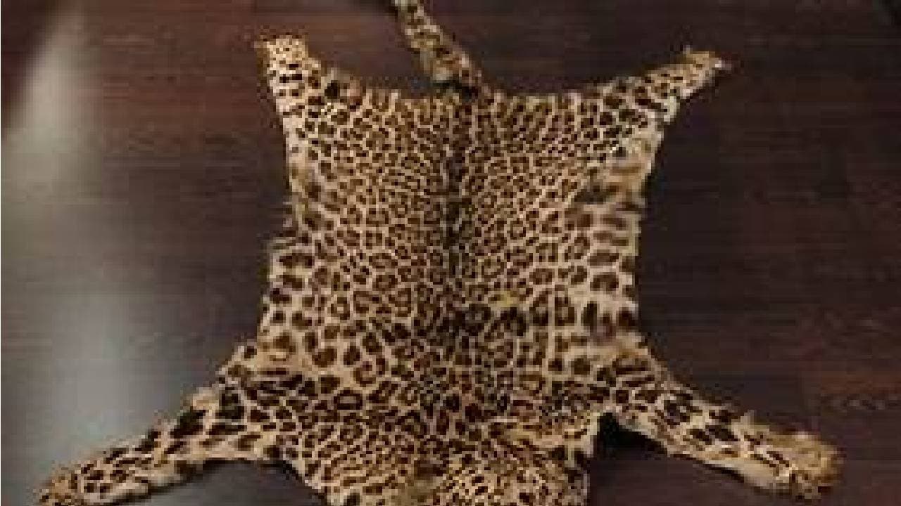 5 Leopard Skins Seized; Racket Active In Gajapati: PCCF
