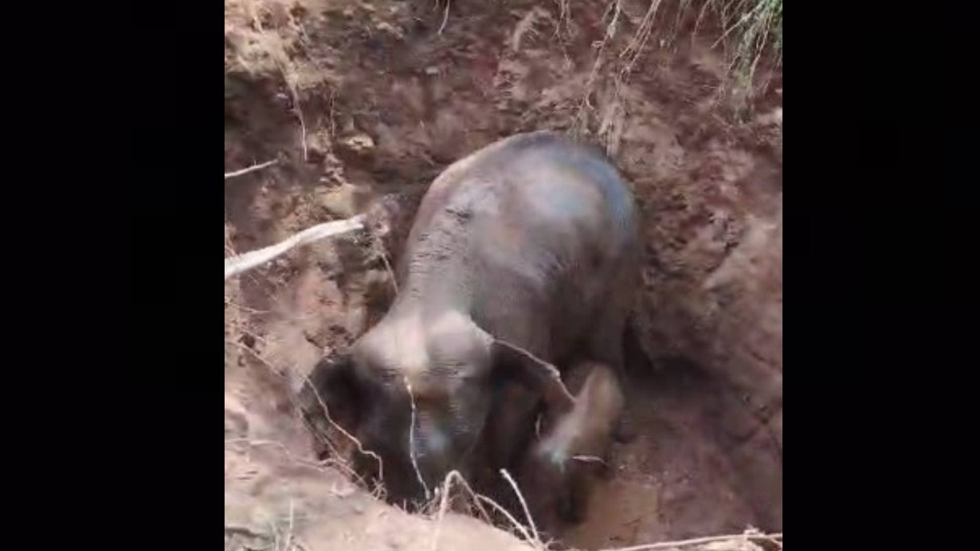 Odisha: Elephant And Her Calf Rescued From Abandoned Well In Angul After 3-Hour Struggle