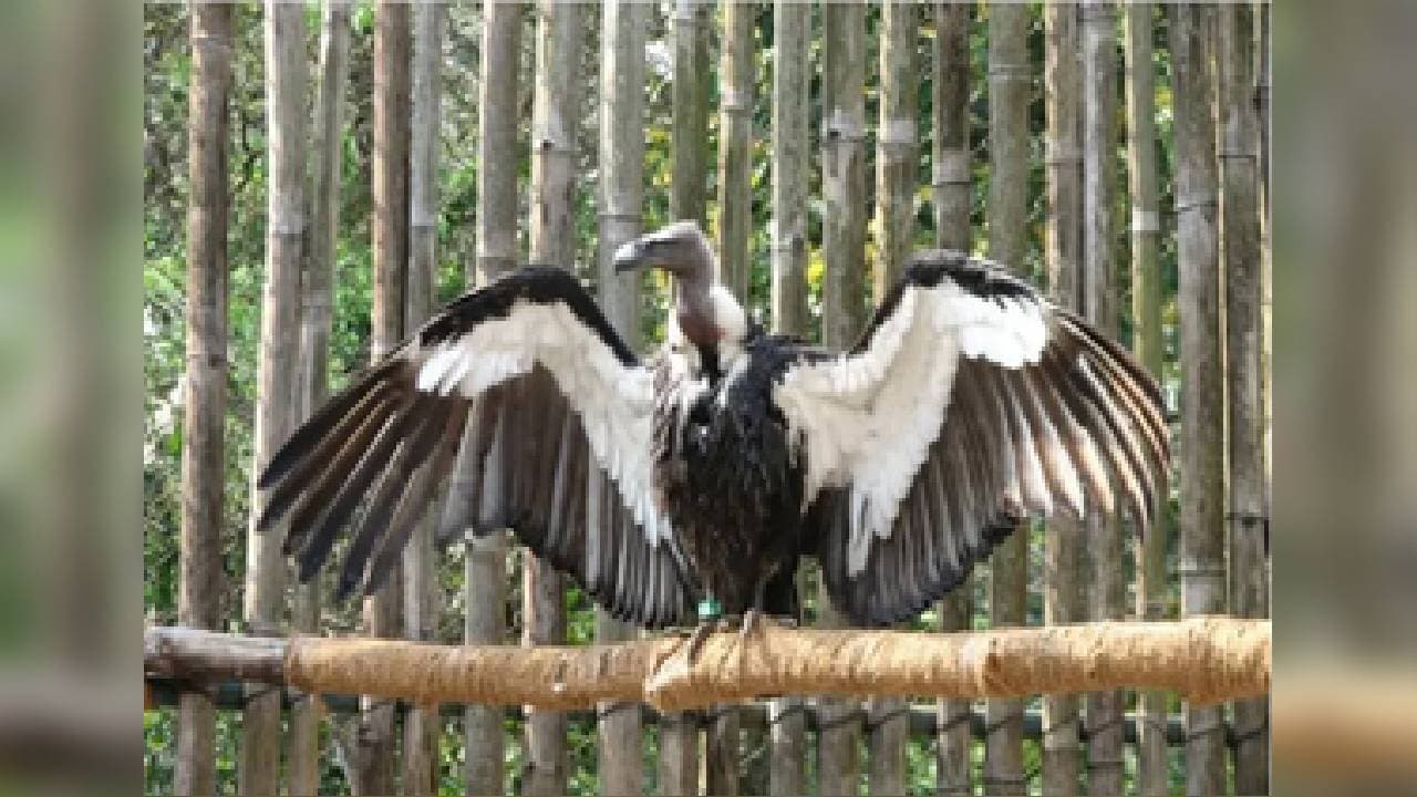 World's First Asian King Vulture Conservation Centre In UP