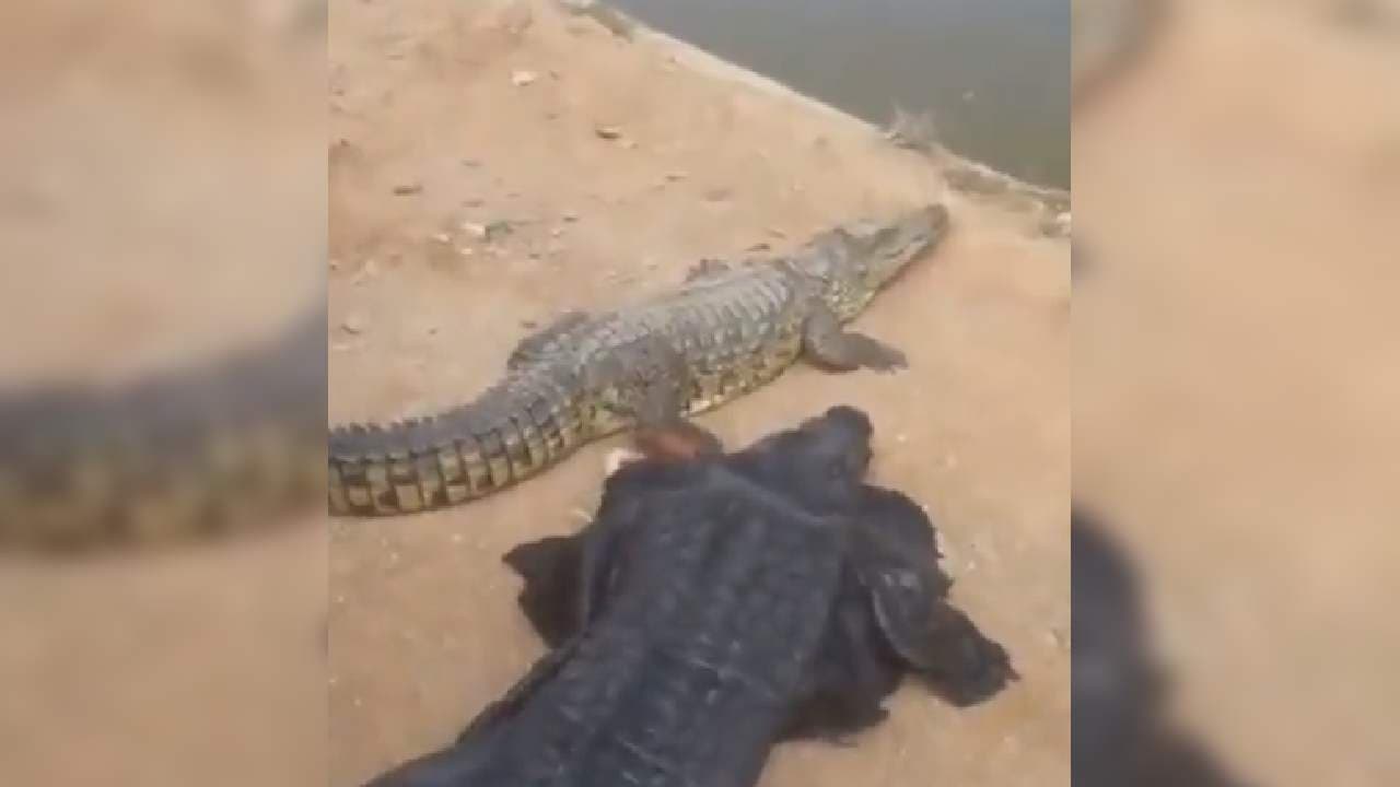 Crocodile Fails To Recognise Man Under Crocodile Skin And This Happens