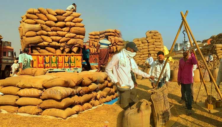 ଆଜିଠୁ ଆରମ୍ଭ ହେବ ଧାନକିଣାର ମହାପର୍ବ