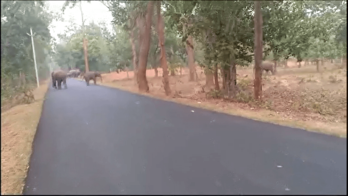 ଭୀମକୁଣ୍ଡ ଯିବା ରାସ୍ତାରେ ହାତୀପଲ ଆତଙ୍କ, ରାସ୍ତାରେ ଅଟକି ରହିଲେ ଯାତ୍ରୀ
