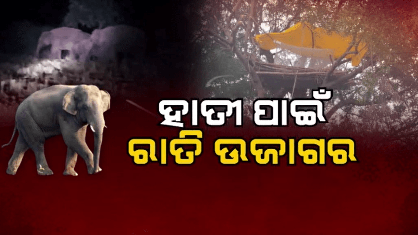 ହାତୀ ପାଇଁ ରାତି ଉଜାଗର