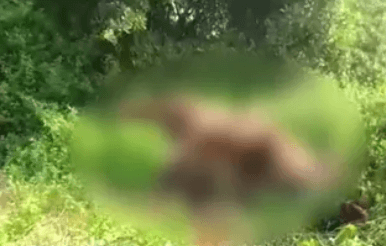 Cuttack: One Arrested In Elephant Electrocution Case