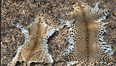 Two Leopard Skins Seized In Sambalpur