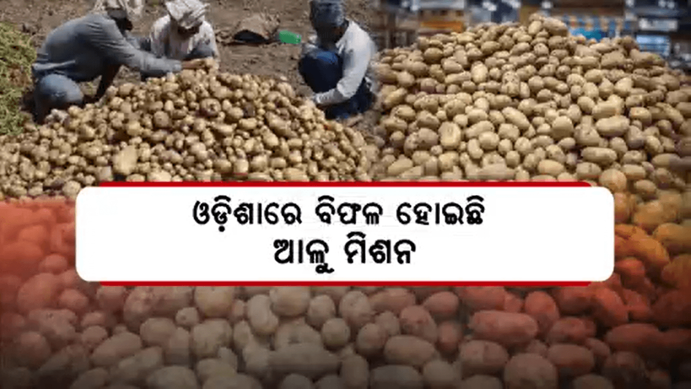ଓଡ଼ିଶାରେ ବିଫଳ ହୋଇଛି ଆଳୁ ମିଶନ
