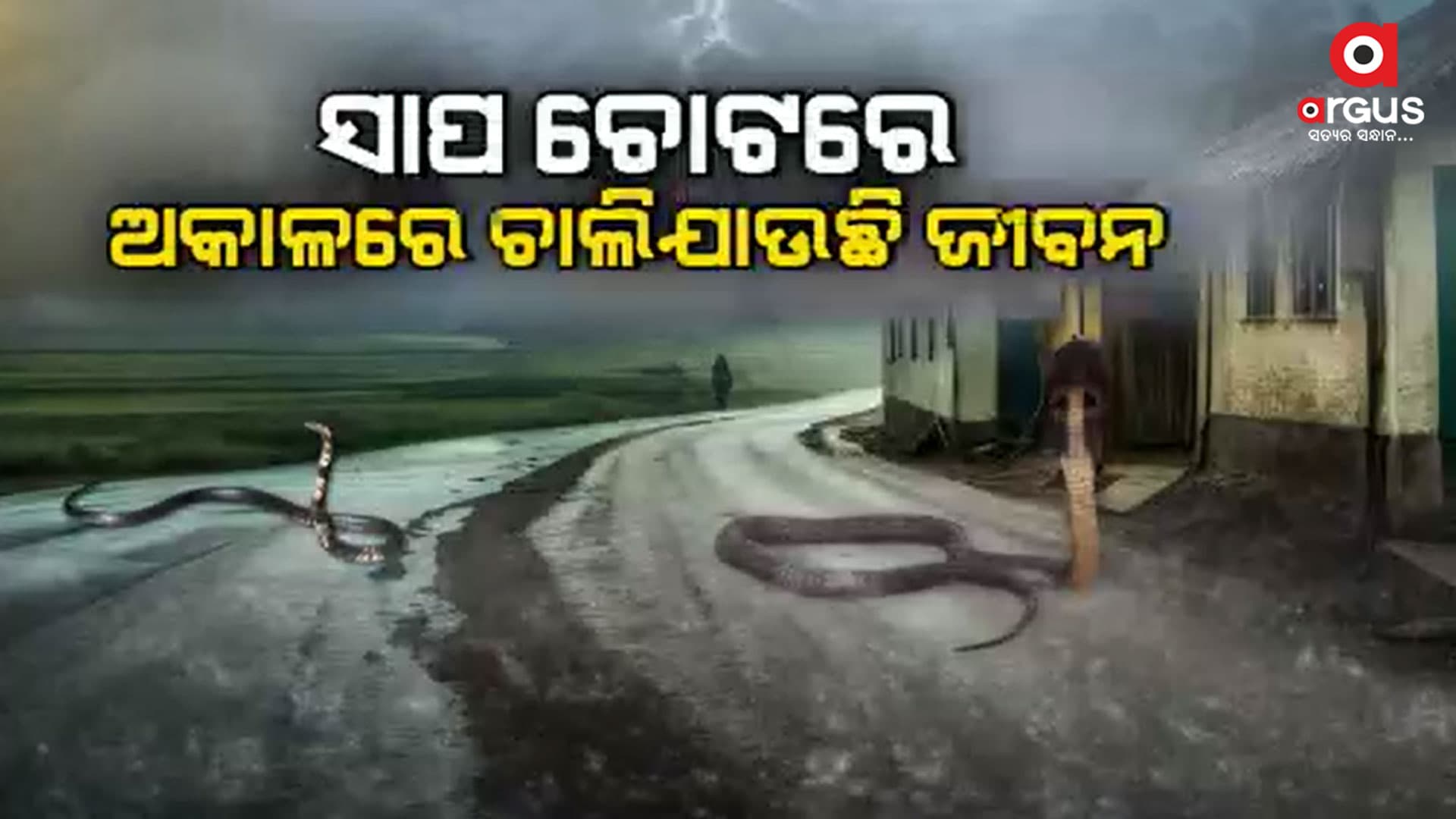 ବର୍ଷା ଦିନେ ଚିନ୍ତା ବଢାଉଛି ସାପ କାମୁଡ଼ା
