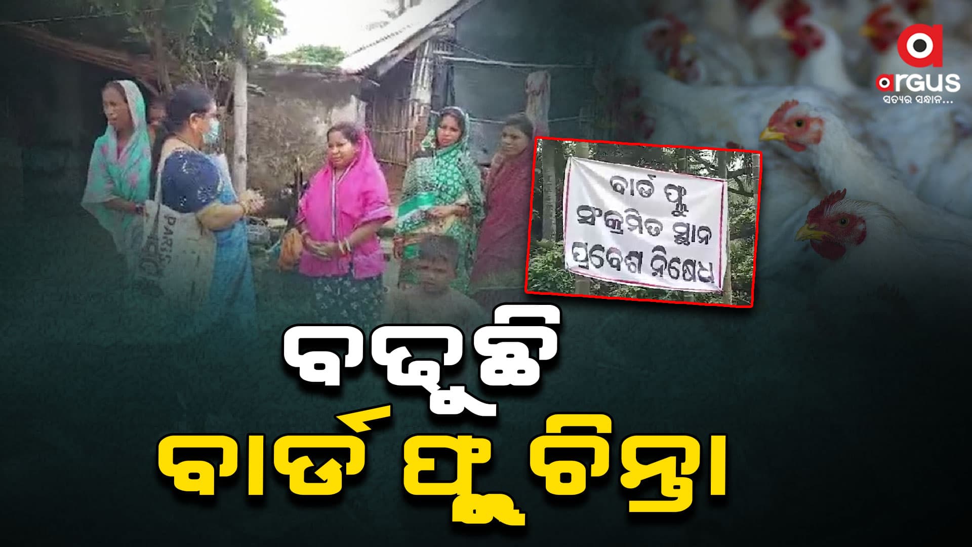 ଚିନ୍ତା ବଢାଉଛି ବାର୍ଡ ଫ୍ଲୁ , ମରାଗଲାଣି ୩୦ ହଜାର କୁକୁଡା