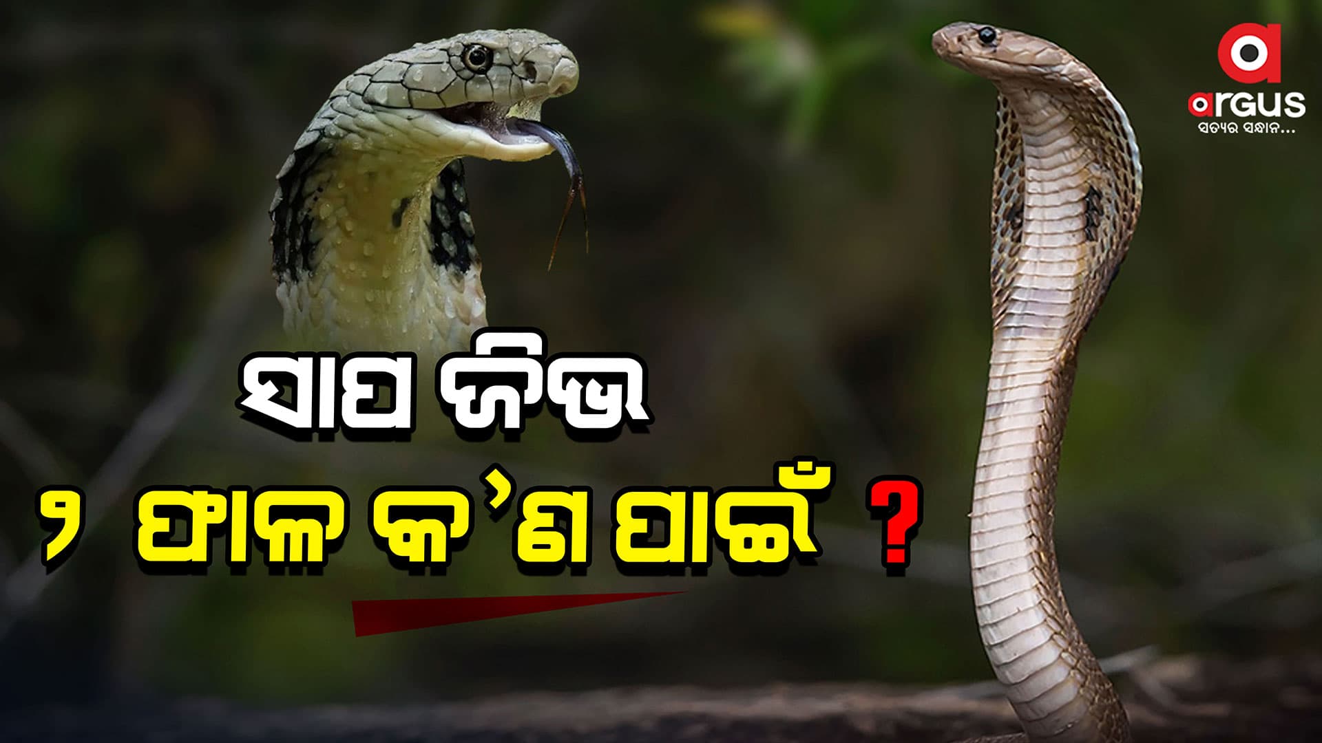 ସାପ ଜିଭ ଦୁଇ ଫାଳ କାହିଁକି ? ଜାଣନ୍ତୁ ରହସ୍ୟ...