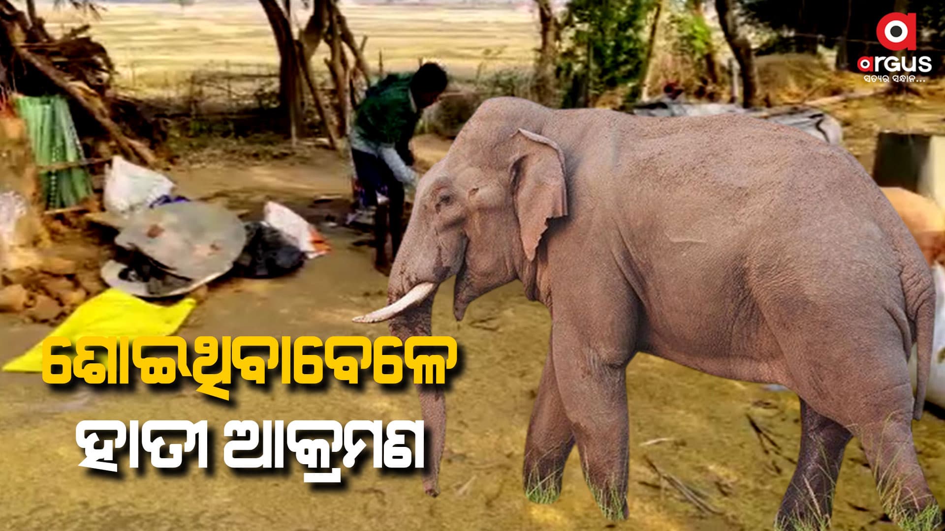 ହାତୀର ଆକ୍ରମଣ, ଅଳ୍ପକେ ବର୍ତ୍ତିଲେ ମାଆ ଓ ତିନୋଟି ଛୁଆ