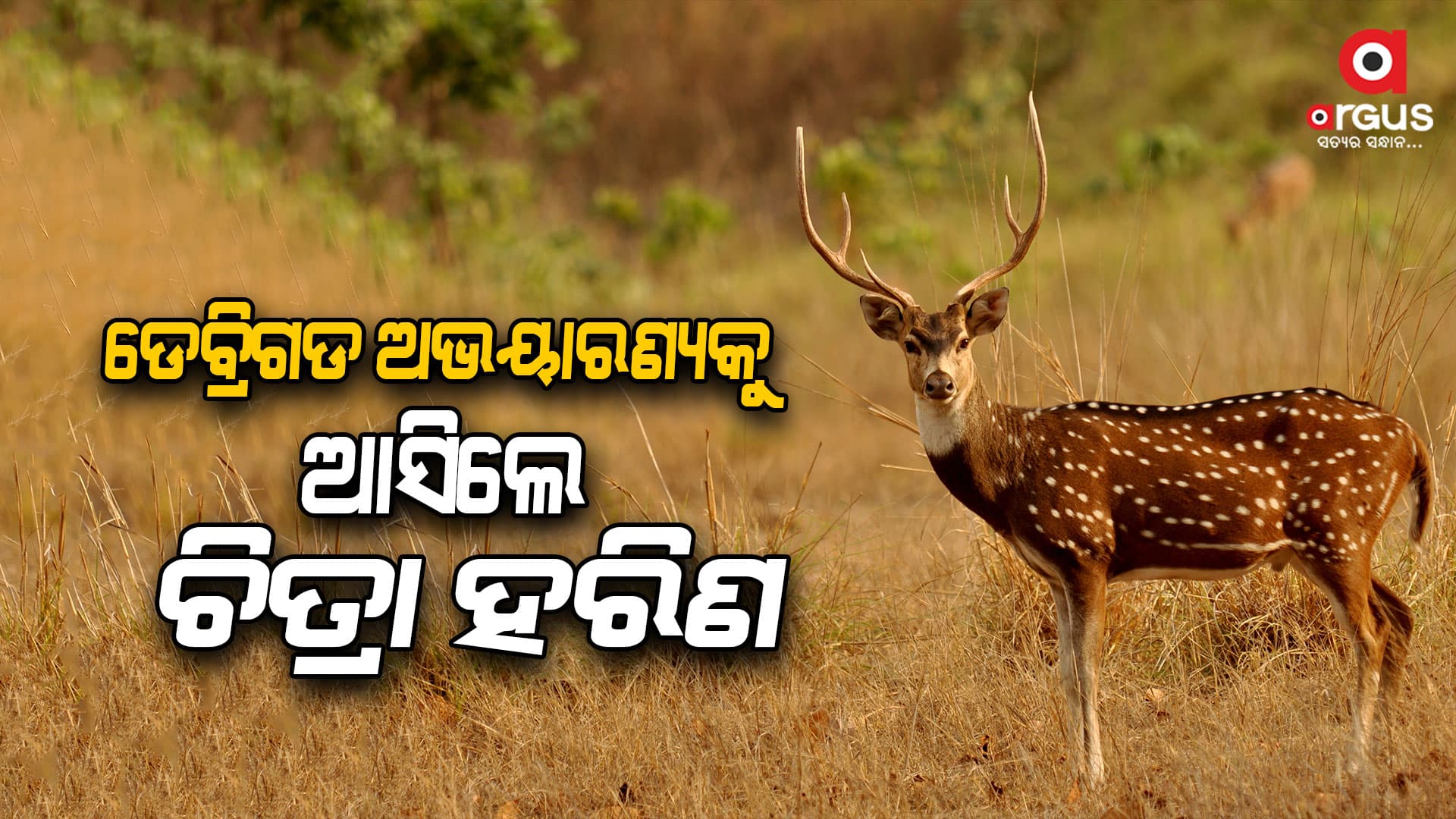 ଡେବ୍ରିଗଡ ଅଭୟାରଣ୍ୟକୁ ଆସିଲେ ୧୧୫ଟି ଚିତ୍ରା ହରିଣ