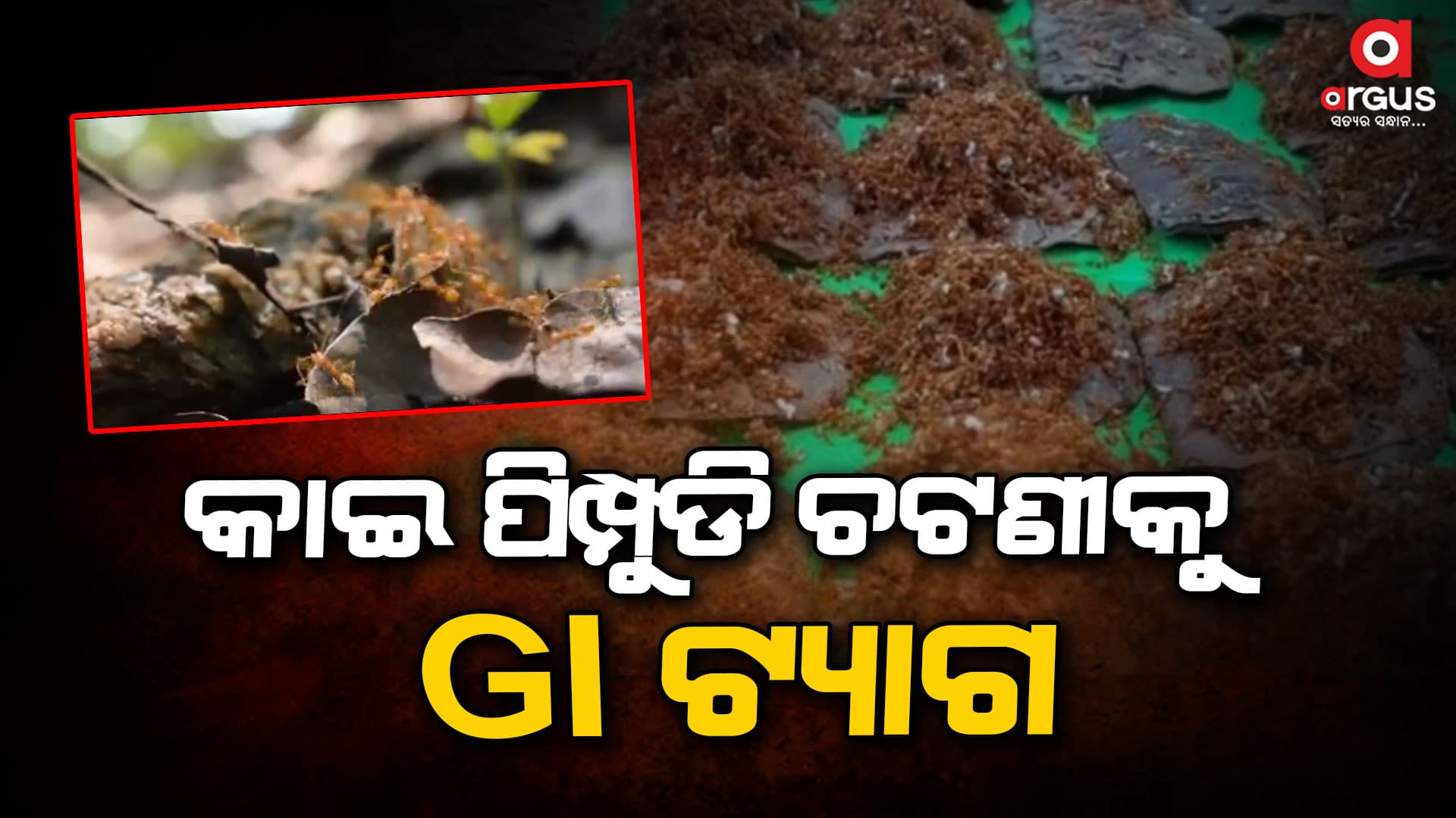 ଶିମିଳିପାଳ କାଇ ପିମ୍ପୁଡି ଚଟଣିକୁ ମିଳିଛି ଜିଆଇ ଟ୍ୟାଗ୍