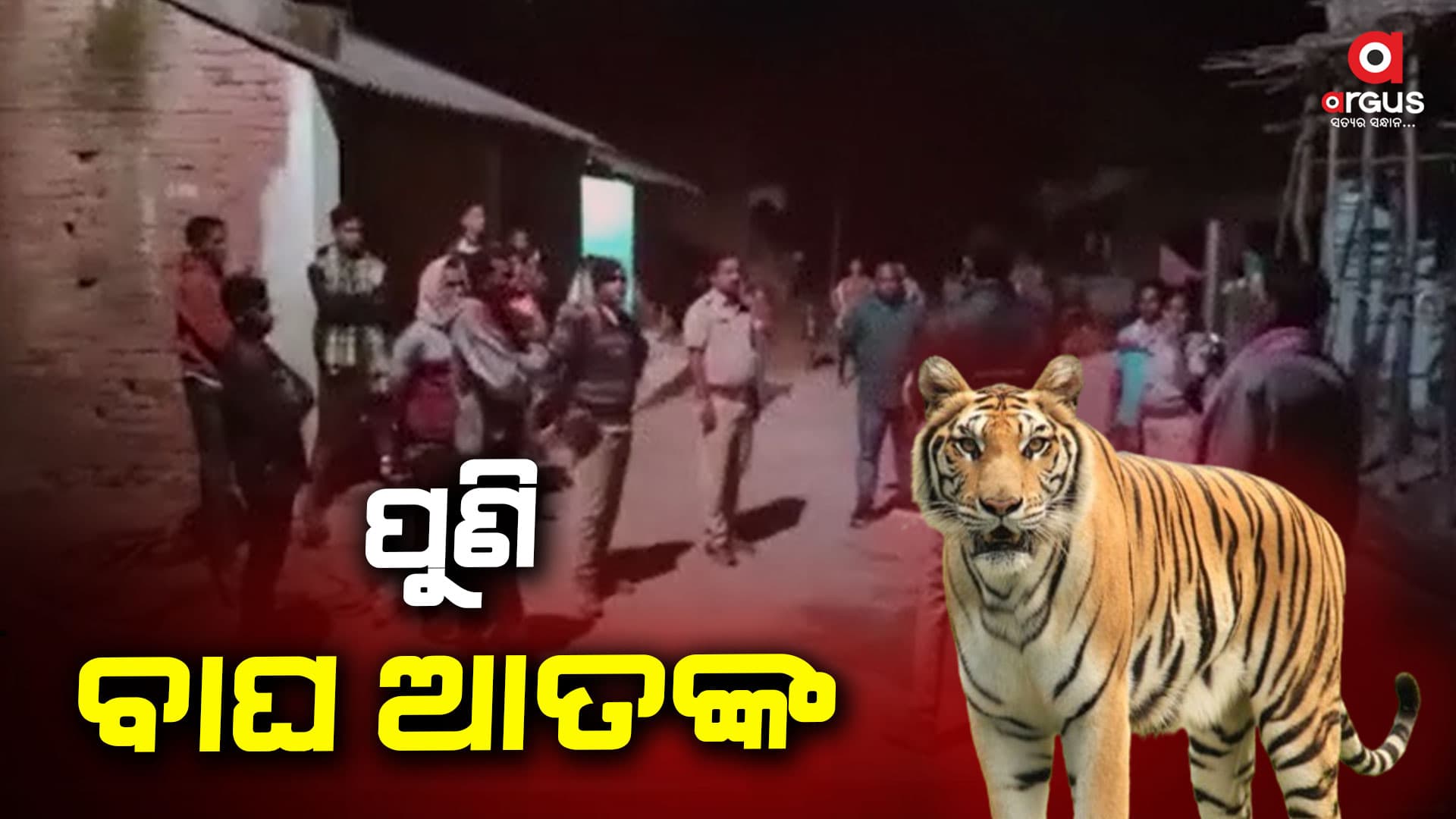 ପୁଣି ବାଘ ଆତଙ୍କ, କ୍ୟାମେରାରେ କଏଦ୍ ହେଲା ଫଟୋ