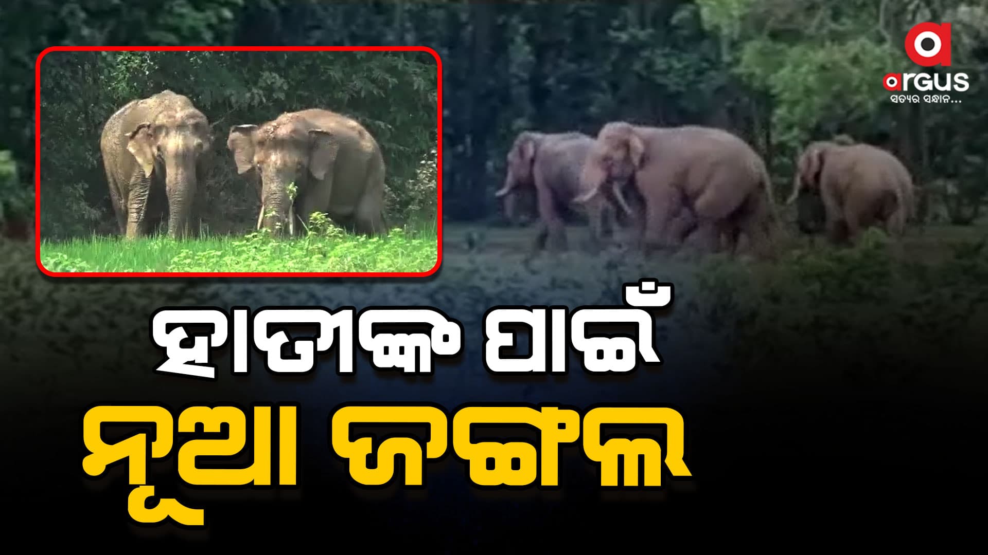 ହାତୀଙ୍କ ସୁରକ୍ଷା ପାଇଁ ଅଧିକ ଜଙ୍ଗଲ ସୃଷ୍ଟି କରିବେ ସରକାର