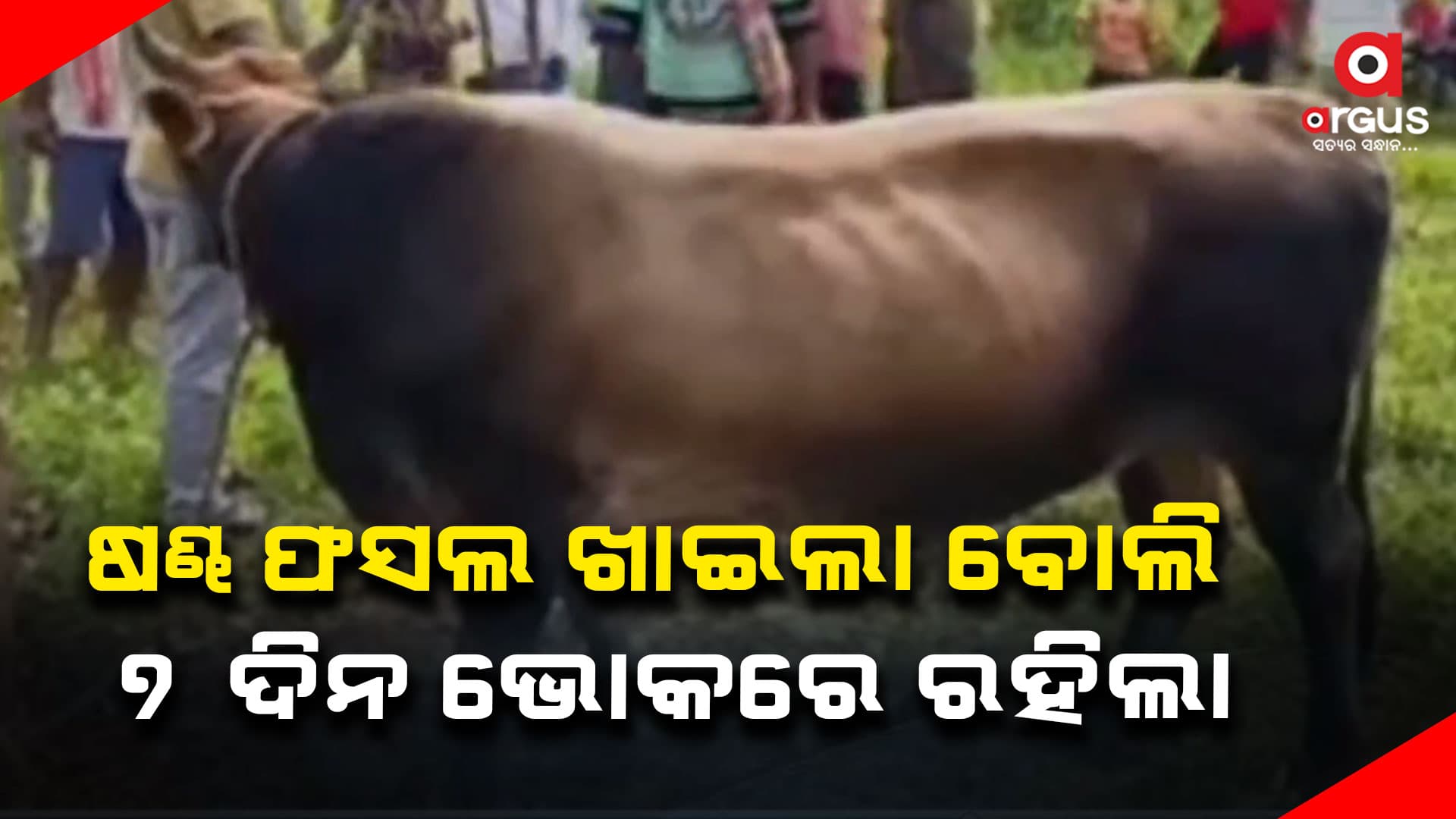 ଷଣ୍ଢ ଖାଇଗଲା ଫସଲ, ଦଣ୍ଡ ସ୍ୱରୂପ ୭ ଦିନ ଭୋକ ଉପବାସରେ ବାନ୍ଧି ଦେଲେ