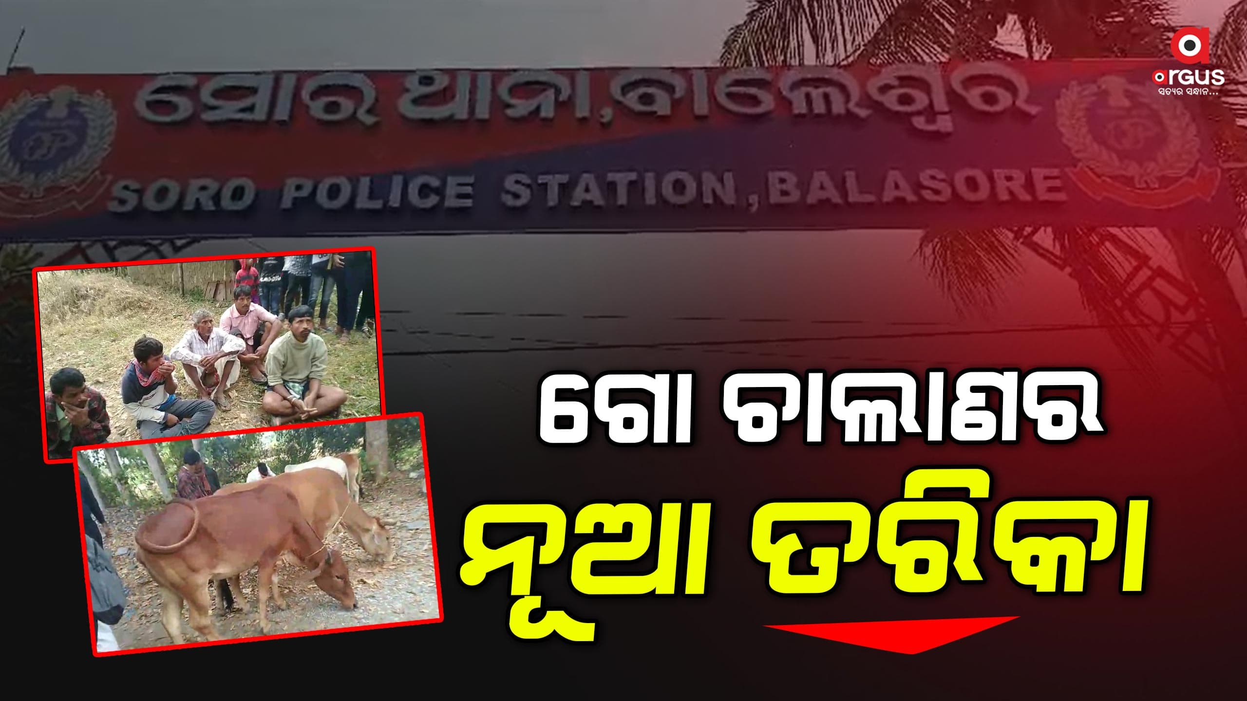 ଗାଡି ବଦଳରେ ଗାଁ ରାସ୍ତା ଦେଇ ଚଲାଇ ଚଲାଇ କରୁଛନ୍ତି ଗୋ ଚାଲାଣ