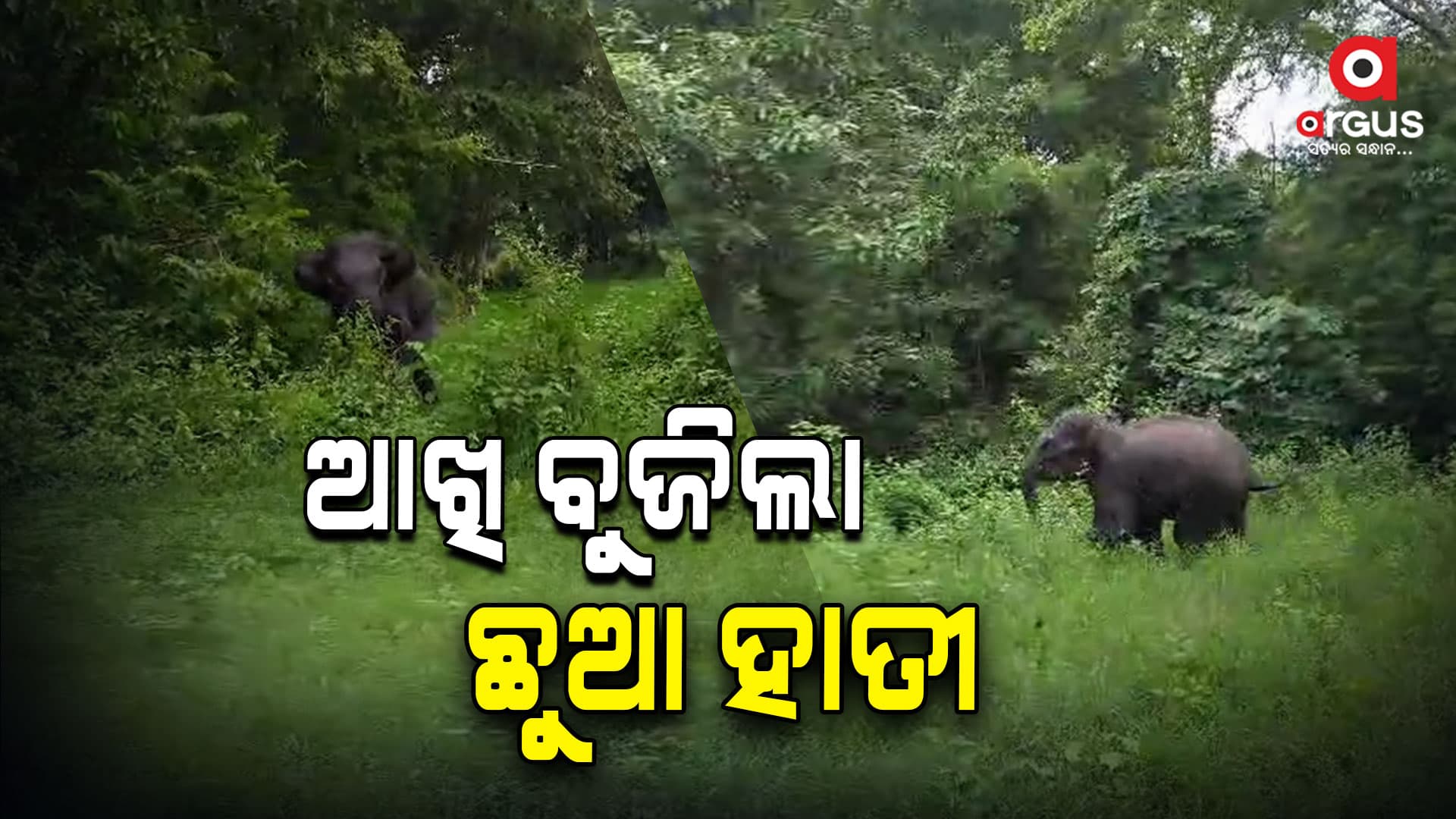୩ ବର୍ଷର ହାତୀ ଛୁଆର ମୃତ୍ୟୁ