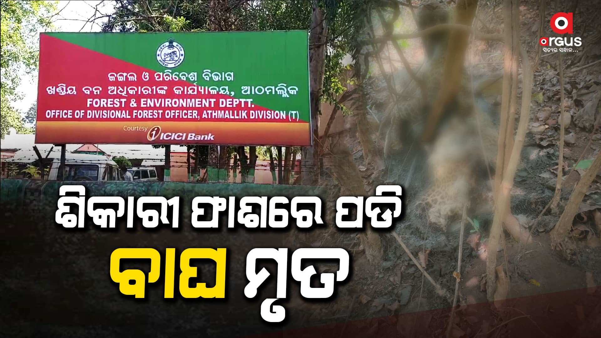 ଶିକାରୀ ଫାସରେ ପଡି କଲରାପତରିଆ ବାଘ ମୃତ